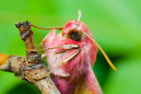 Primrose moth — стоковое фото