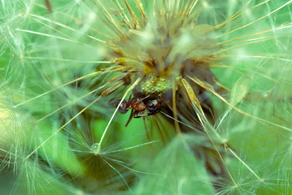 Ameise auf Löwenzahn — Stockfoto