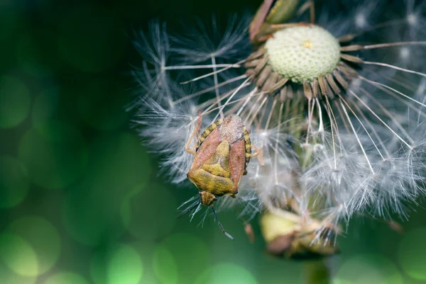 Bug on dandelion — Stock Photo, Image