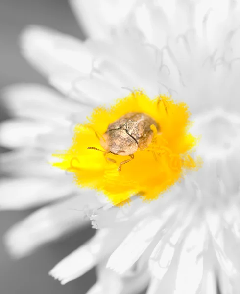 Çiçek böcek ile — Stok fotoğraf