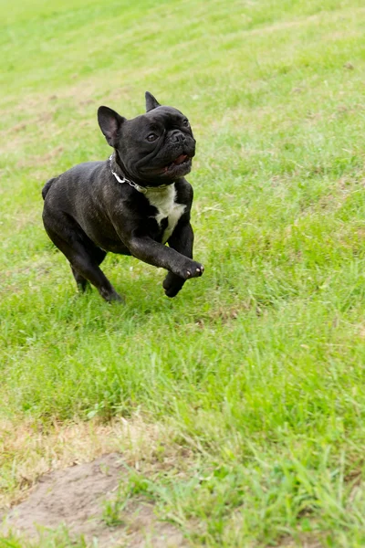 Feliz bulldog francés corriendo a través de hierba verde — Foto de Stock