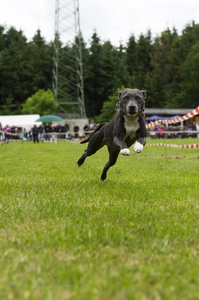 American staffordshire bullterrier in action — Stock Photo, Image
