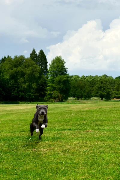 Αμερικανικό terrier staffordshire — Φωτογραφία Αρχείου