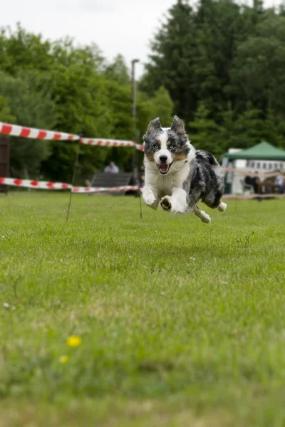 Husky in action — Stock Photo, Image