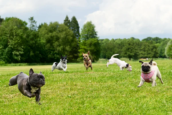 Kleine honden in het park — Stockfoto