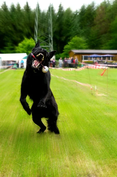 Σκυλί leaping να το πιάσουν μια μπάλα σε ένα ραβδί — Φωτογραφία Αρχείου
