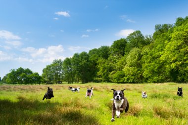 Happy dogs romping in a field clipart