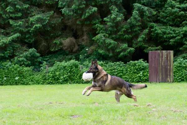 ジャーマン ・ シェパード犬はボールで遊ぶ — ストック写真