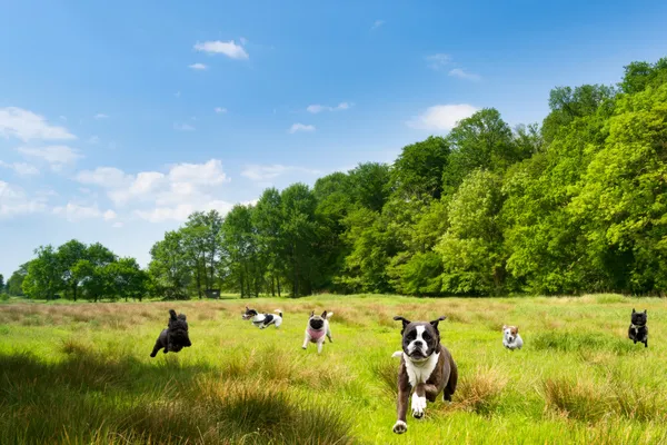 Glückliche Hunde toben auf einem Feld Stockbild