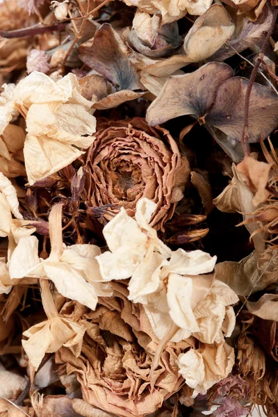 Ramo de rosas secas primer plano — Foto de Stock