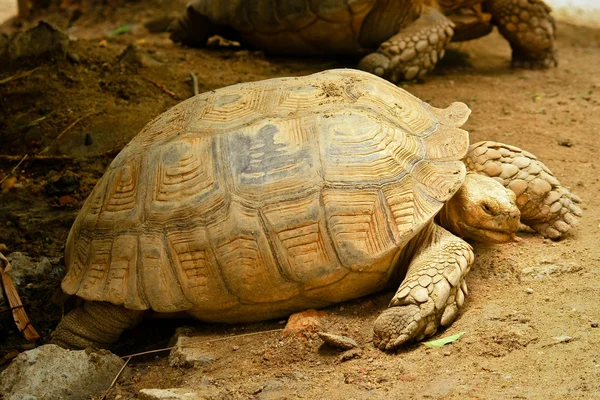 Giant tortoise — Stock Photo, Image