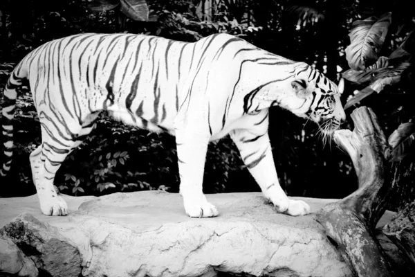 ขาว TIGER — ภาพถ่ายสต็อก