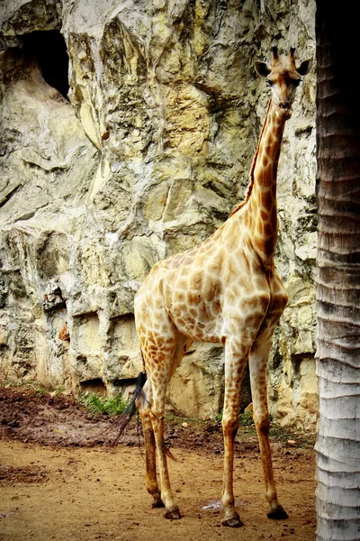 Žirafa — Stock fotografie