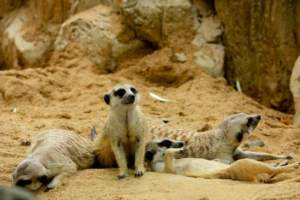 stock image Family of Meerkats