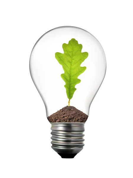 Концепция зеленой энергии - лампочка с дубовым листом внутри — стоковое фото