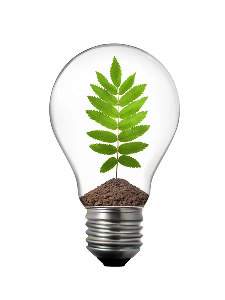Conceito Eco - lâmpada com folha de Rowan dentro — Fotografia de Stock