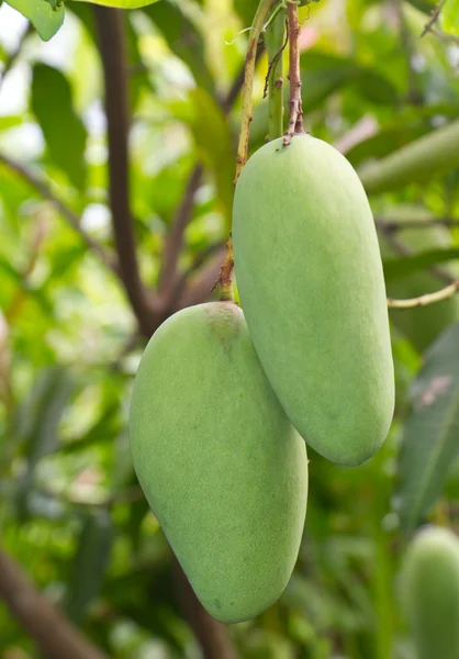 Fruits de mangue Photos De Stock Libres De Droits