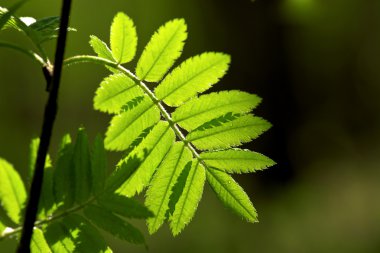 Rowan leaves in the morning dew clipart