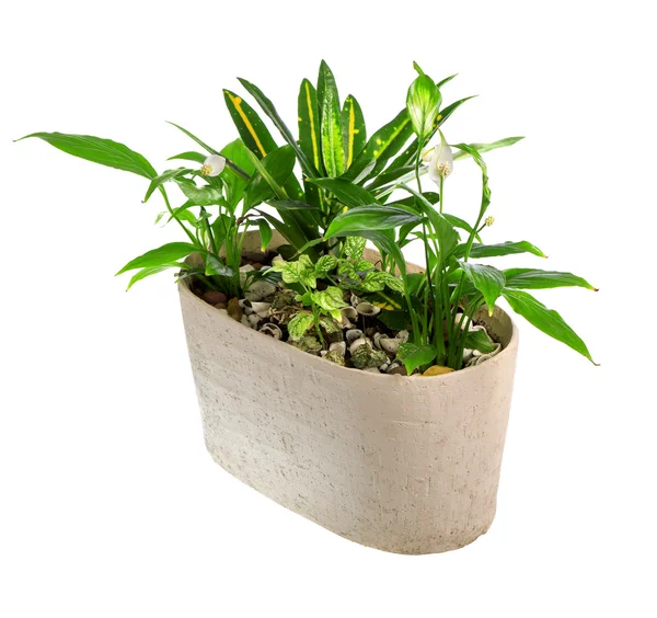 Indoor plant in a pot — Stock Photo, Image