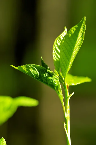 stock image New leaf of the tree