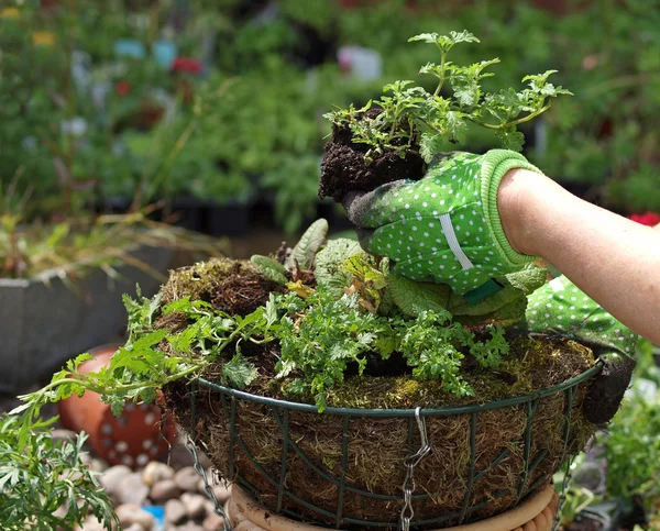 Stock image Planting a hanging basket