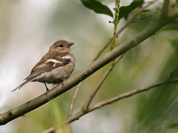 stock image Female Chaffinch