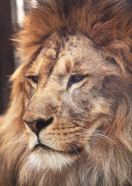 Portrait of calm lion