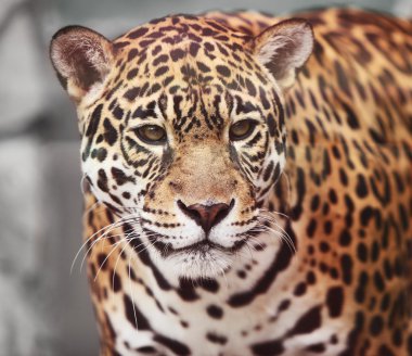 Jaguar - panthera onca. vahşi hayvan portresi