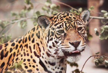 Jaguar - Panthera; Onca. Vahşi hayvan portresi