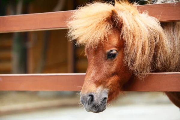 Brow miniature horse. Outdoors — Stock Photo, Image
