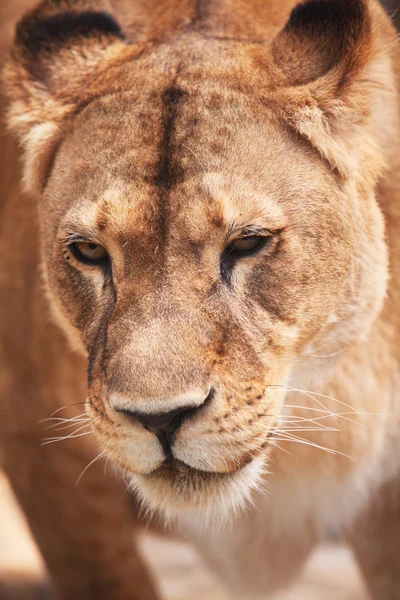 Närbild porträtt av lejoninna. utomhus — Stockfoto