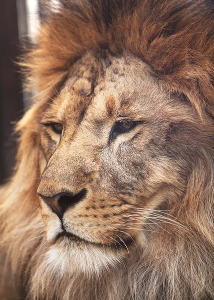 Πορτρέτο του λιονταριού ήρεμη — Φωτογραφία Αρχείου