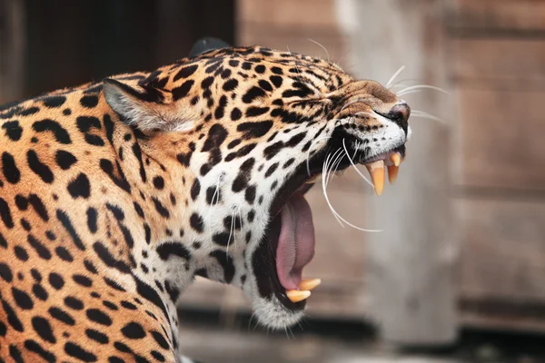 Rugiendo Jaguar. Retrato de animal salvaje — Foto de Stock