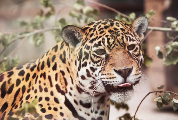 Ιαγουάρος - Panthera? onca. Πορτρέτο του άγριο ζώο — Φωτογραφία Αρχείου
