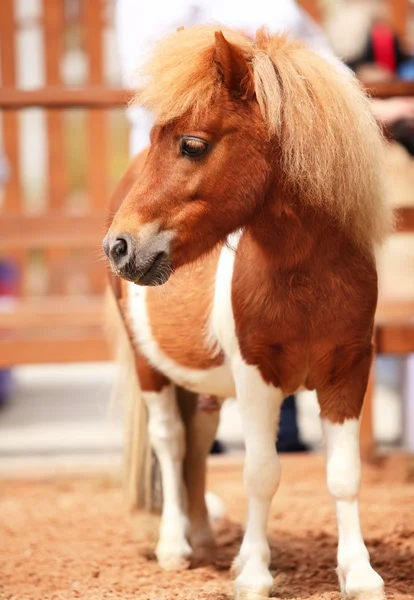Wenkbrauw miniatuur paard. buitenshuis — Stockfoto