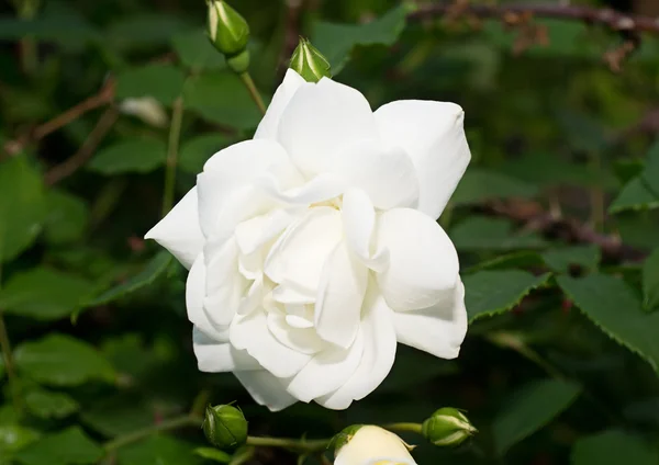 stock image White rose