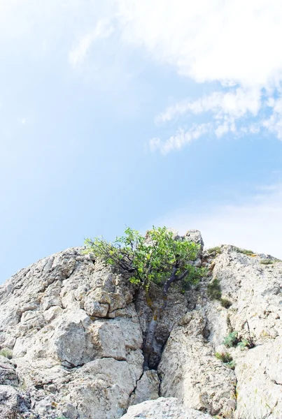 Albero su sfondo cielo blu — Foto Stock