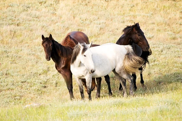 Horses — Stock Photo, Image