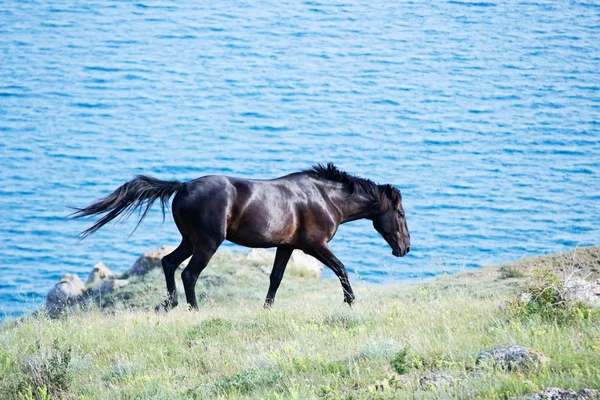 Prowadzenie konia — Zdjęcie stockowe