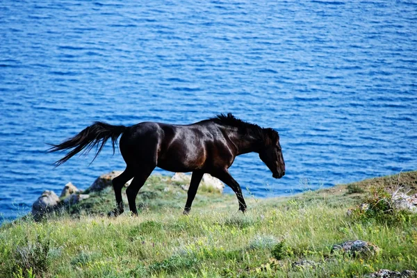 Horse running — Fotografie, imagine de stoc