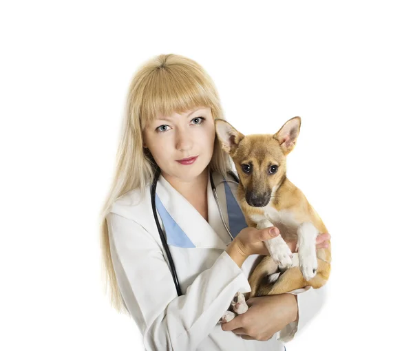 Veterinary doctor — Zdjęcie stockowe