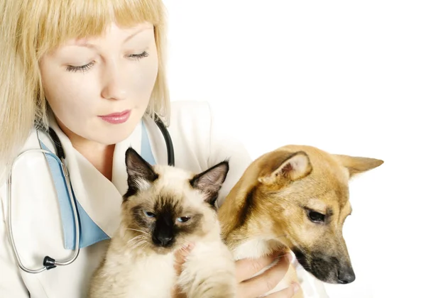Veterinarian with two animals — Stock Photo, Image