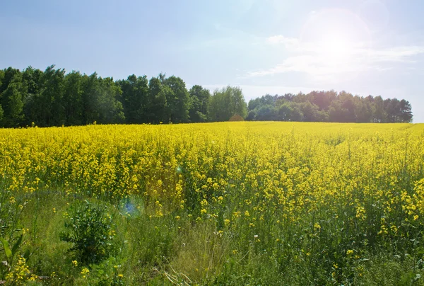 Желтые поля — стоковое фото