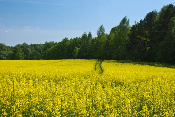 Campos amarelos — Fotografia de Stock