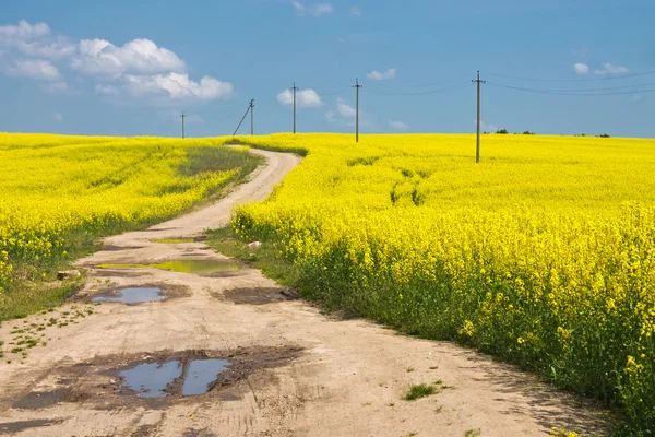 Жовті поля — стокове фото