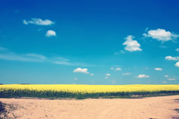 Желтые поля — стоковое фото