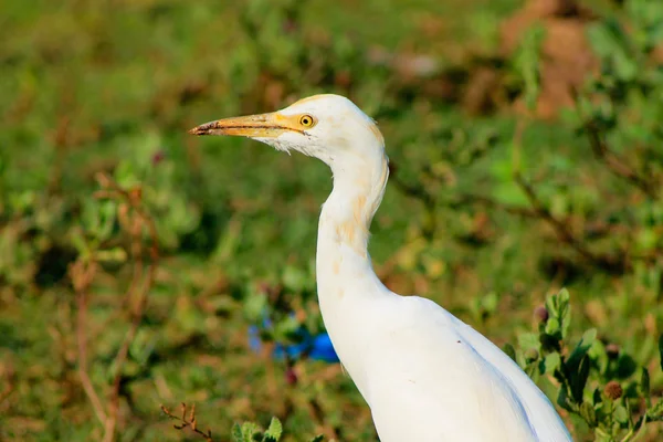 White egret — Stock Photo, Image