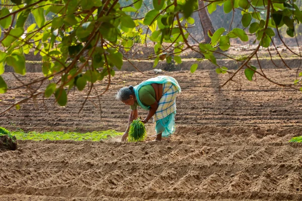 Індійська працюючих жінок — стокове фото