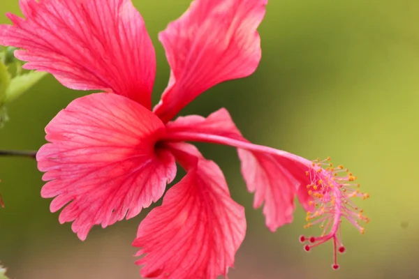 Jasne kwiaty — Zdjęcie stockowe