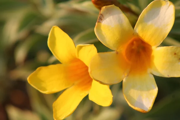 Parlak çiçek — Stok fotoğraf